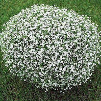 Aywal Gypsophila Gypsy Deep Rose Flower Seed(40 per packet)