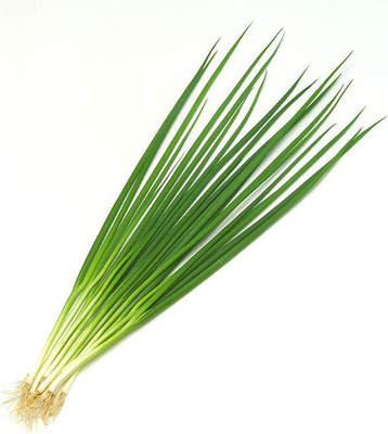 KNESSiN Green Onion Seed(200 per packet)