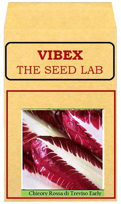 CYBEXIS Red Chinese Cabbage Hybrid Seeds2000 Seeds Seed(2000 per packet)