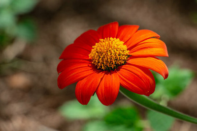 MWHY Tithonia Orange Flower Seed(25 per packet)