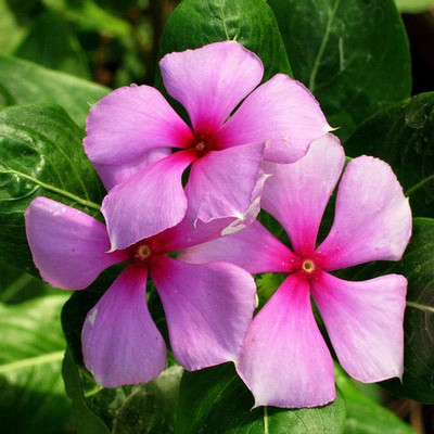 BDSresolve Vinca seeds/Vinca seed 5 Seed(5 per packet)