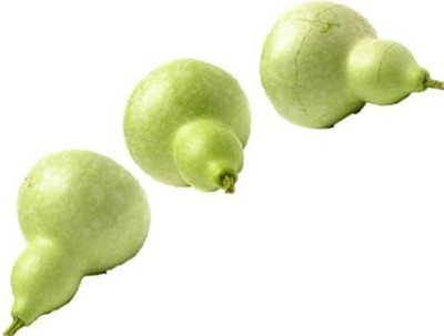 VibeX LXI-39 - Birdhouse Bottle Gourd jocad - (300 Seeds) Seed(300 per packet)