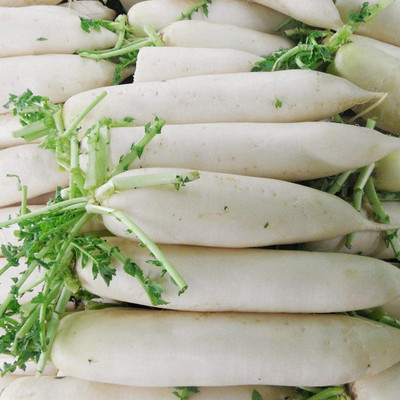 CYBEXIS White Radish Seeds Vegetable2400 Seeds Seed(2400 per packet)