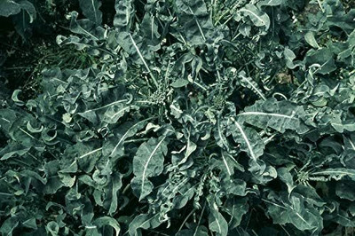 WILLVINE VMR -XI Salerno Seeds Broccoli Broccolo Spigariello [1g] Seed(300 per packet)