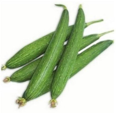 UGRA SPONGE GOURD - TORI Seed(40 per packet)