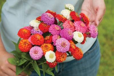 Avysa Sunbow Mix Zinnia Seed(10 per packet)