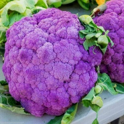 KNESSiN Purple Cauliflower Seed(1250 per packet)