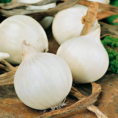 CYBEXIS VXI-36 - Onion White Queen Giant - (13500 Seeds) Seed(13500 per packet)