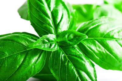 Quentova BASIL, ITALIAN LARGE LEAF-LTK Seed(200 per packet)