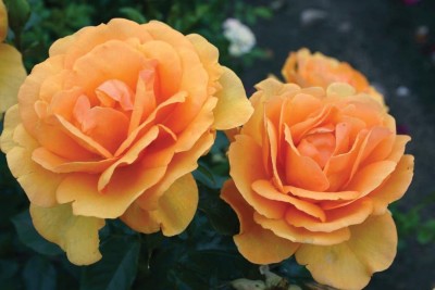 CYBEXIS GBPUT-27 - South Africa Rose Golden Apricot - (900 Seeds) Seed(900 per packet)
