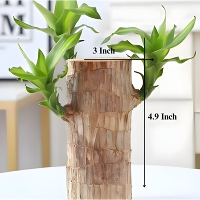 SBA Lucky Brazil Wood Stick Healthy Indoor Live Plant for Living Room & Office Seed(1 per packet)