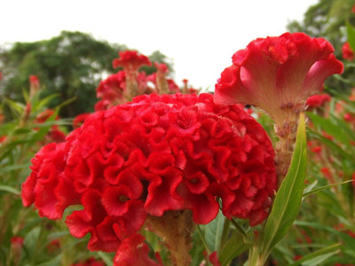 Lorvox Cockscomb Seed(14 per packet)