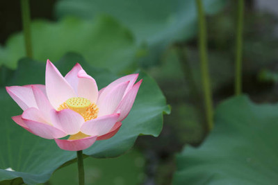 Jevik lotus,kamal seeds Seed(12 per packet)