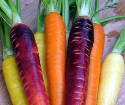 Qualtivate LX-516 Rainbow Blend Fresh Carrot Seeds Seed(500 per packet)