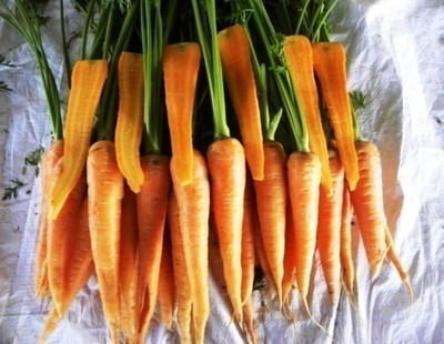 CYBEXIS Early Horn Imported Carrot Variety1000 Seeds Seed(1000 per packet)