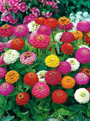 SILTON LILLIPUT GEM MIX ZINNIA Seed(100 per packet)