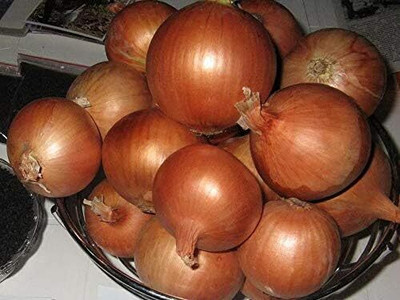 KNESSiN Easy to Grow Giant Chalcedony Onion Seeds for Terrace Gardening-(2400 Seeds) Seed(2400 per packet)