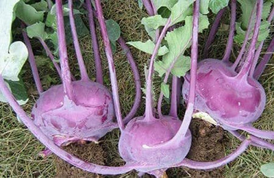 WILLVINE SYN -VI Vegetable Knol Khol Purple Seeds [2.5g] Seed(750 per packet)