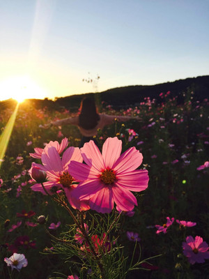 Aywal Cosmos - Double Click Mixed - High Germination Seed(9 g)
