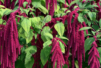 Pbevergreen Amaranthus Love Lies Bleeding Seed(60 per packet)