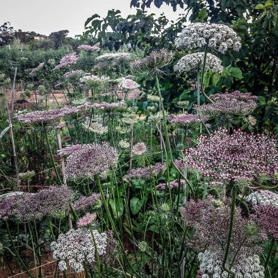 CYBEXIS Dara Queen Anne's Lace/Wild Carrot Seed(60 per packet)