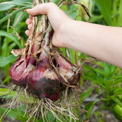 PMA Onion Seeds, Red Onion Seeds, Kanda, Peyaj, Onion Hybird Seed(130 per packet)