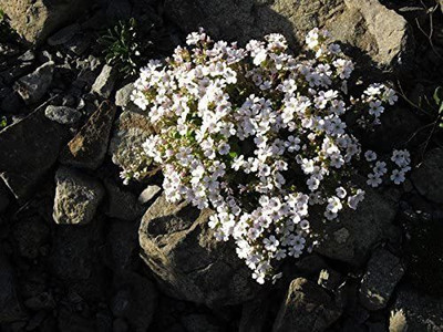 CYBEXIS Seeds CERASTIOIDES Pixie Splash Mouse-Ear gypsophila Seed(1 g)