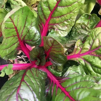 MAA Swiss Chard, Chard Seed(48 per packet)