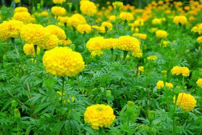 FRESHOO marigold/gende ka phool flower seeds Seed(75 per packet)