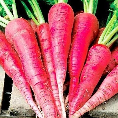 Aywal Red Radish Chandani Organic F1 Hybrid Seed(80 per packet)