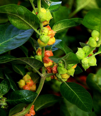 BDSresolve Ashwagandha Seeds South Africa Pack of 24 Seed(24 per packet)