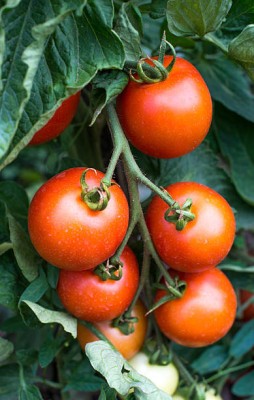 GardenHobby tomato Seed(25 per packet)