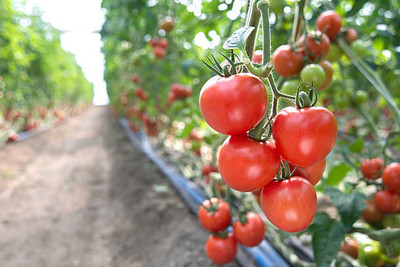 Prigobuy tomato Seed(135 per packet)