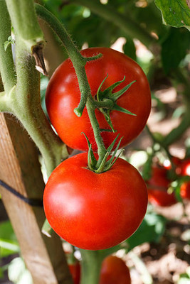 Pramix tomato Seed(95 per packet)