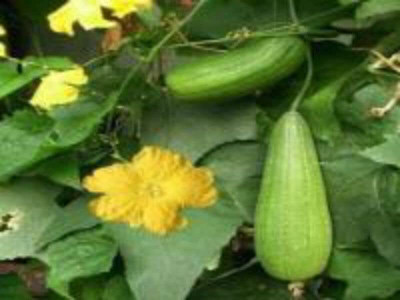 Aywal luffa seeds, smooth sponge gourd Seed(90 per packet)