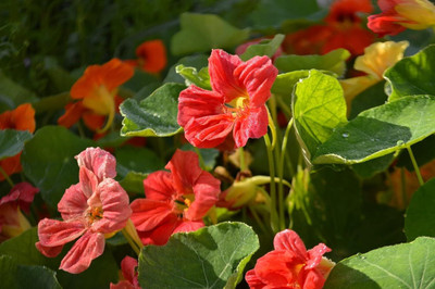 Aywal Nasturtium Double Mix Flower Seed(5 per packet)