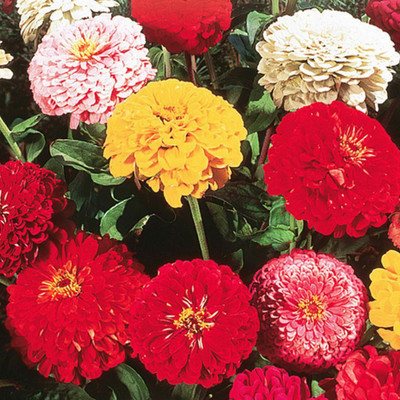 SILTON Zinnia California Double Giant Seed(40 per packet)