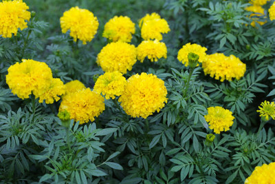 GEZ marigold/gende ka phool flower seeds Seed(25 per packet)