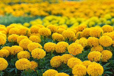 MSD marigold/gende ka phool flower seeds Seed(50 per packet)