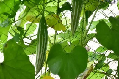 MAA Snake Gourd, Chichinda Seed(37 per packet)