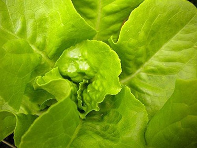Aywal Round Lettuce Iceberg Vegetable Seed(275 per packet)