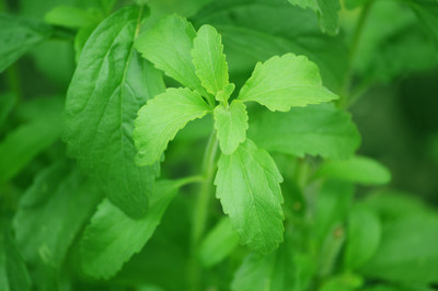 BJUBAS Stevia sugar free plant seeds Pack of 67 Seed(67 per packet)