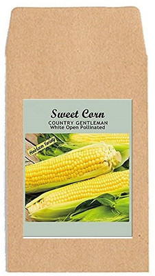 CYBEXIS Hybrid Vegetable Seeds-Sweet Corn 2000 Seeds Seed(2000 per packet)