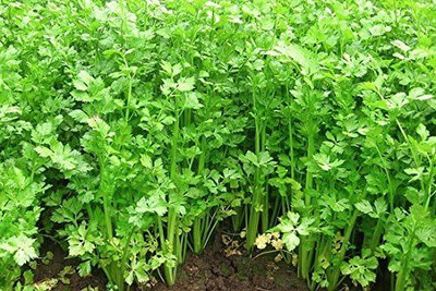 Qualtivate NDIR-237 Chinese Dark Green Celery Seeds Seed(500 per packet)
