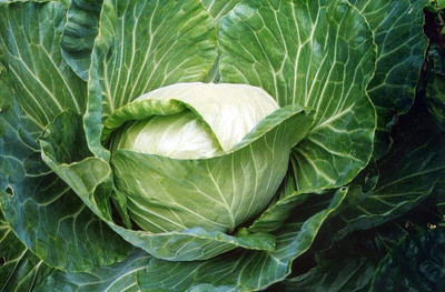 WILLVINE PUSA -IV Golden Acre Cabbage Seeds [2.5g] Seed(750 per packet)