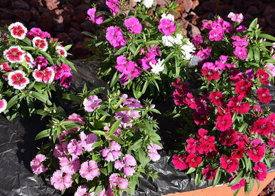 Aywal Dianthus Barbarini Red Flower Seed(50 per packet)