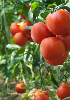 ErTh tomato Seed(90 per packet)