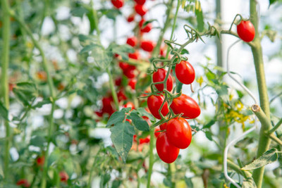 JayShriShyam tomato Seed(120 per packet)