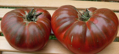 Biosnyg Hybrid Black Prince Tomato Seeds For Planting - (400 Seeds) Seed(400 per packet)
