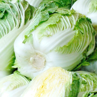 WILLVINE PAU -IX Chinese Cabbage Seeds - Hwi Mo Ri - Hybrid [50g] Seed(15000 per packet)
